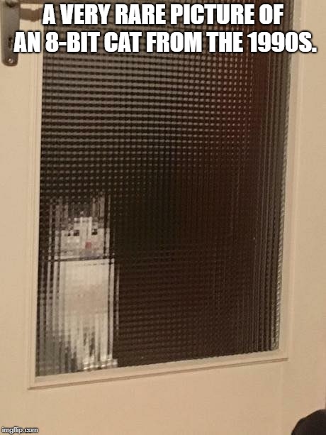 A VERY RARE PICTURE OF AN 8-BIT CAT FROM THE 1990S. | image tagged in cat | made w/ Imgflip meme maker