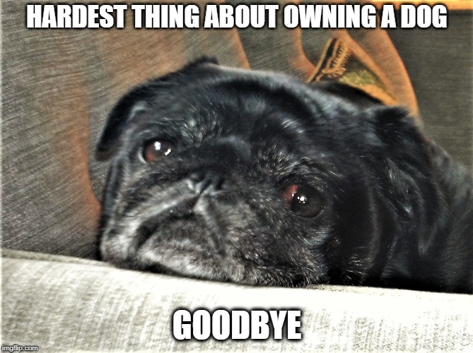 GOODBYE |  HARDEST THING ABOUT OWNING A DOG; GOODBYE | image tagged in goodbye | made w/ Imgflip meme maker