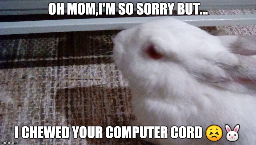OH MOM,I'M SO SORRY BUT... I CHEWED YOUR COMPUTER CORD 😣🐰 | image tagged in bunny | made w/ Imgflip meme maker