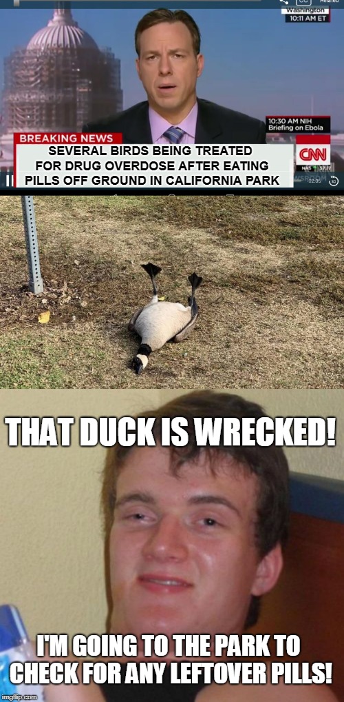 Actual news story out of Cali... | SEVERAL BIRDS BEING TREATED FOR DRUG OVERDOSE AFTER EATING PILLS OFF GROUND IN CALIFORNIA PARK; THAT DUCK IS WRECKED! I'M GOING TO THE PARK TO CHECK FOR ANY LEFTOVER PILLS! | image tagged in memes,10 guy,cnn breaking news template,goose,overdose,california | made w/ Imgflip meme maker