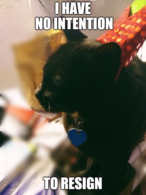 I HAVE NO INTENTION; TO RESIGN | image tagged in party cat | made w/ Imgflip meme maker