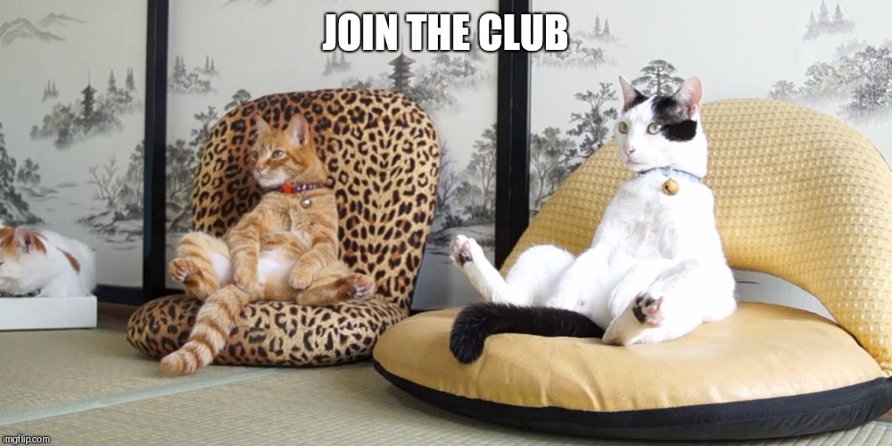 Cats sitting  | JOIN THE CLUB | image tagged in cats sitting | made w/ Imgflip meme maker