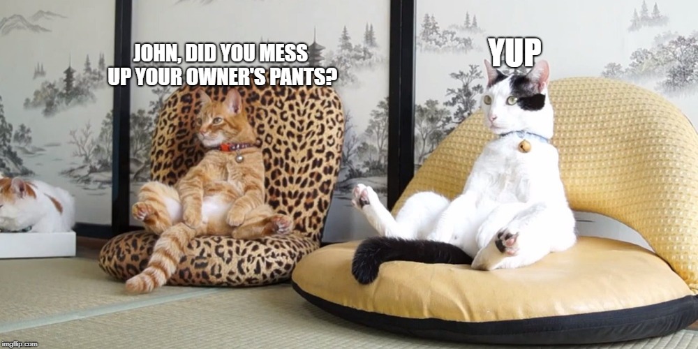 Cats sitting  | JOHN, DID YOU MESS UP YOUR OWNER'S PANTS? YUP | image tagged in cats sitting | made w/ Imgflip meme maker