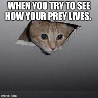 Ceiling Cat | WHEN YOU TRY TO SEE HOW YOUR PREY LIVES. | image tagged in memes,ceiling cat | made w/ Imgflip meme maker