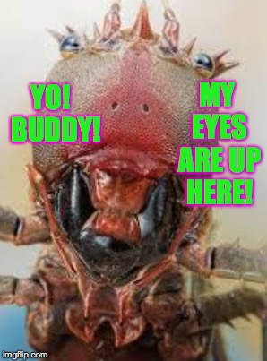 Ugly bug week.  Dec 22-28.  A Heavencanwait event  ( : | MY EYES ARE UP HERE! YO!  BUDDY! | image tagged in memes,ugly bug week,heavencanwait | made w/ Imgflip meme maker