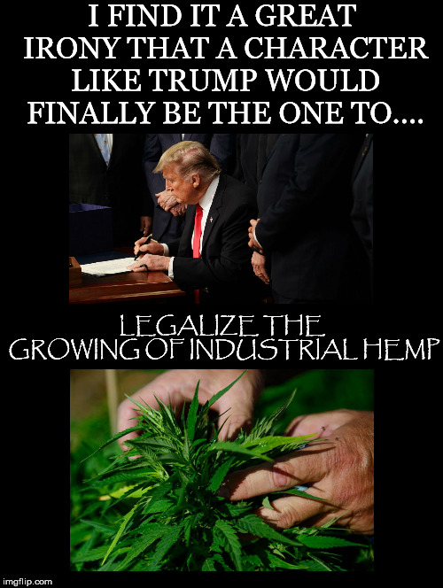 Isn't It Ironic  | I FIND IT A GREAT IRONY THAT A CHARACTER LIKE TRUMP WOULD FINALLY BE THE ONE TO.... LEGALIZE THE GROWING OF INDUSTRIAL HEMP | image tagged in donald trump,legalize,industrial,hemp,agriculture,irony | made w/ Imgflip meme maker