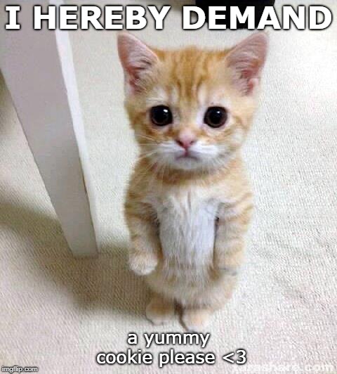 Cute Cat Meme | I HEREBY DEMAND; a yummy cookie please <3 | image tagged in memes,cute cat | made w/ Imgflip meme maker
