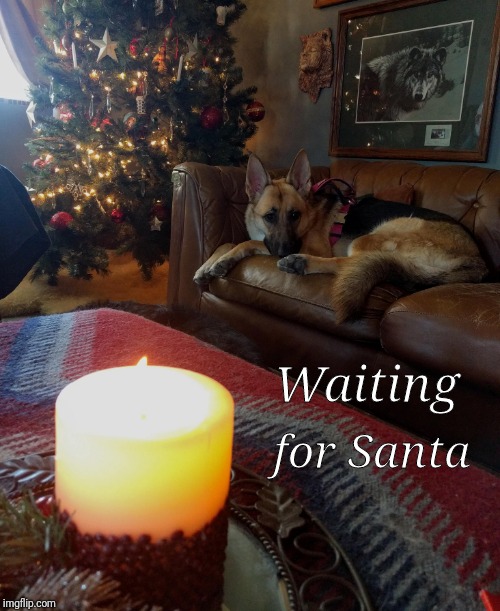 Waiting for Santa | for Santa; Waiting | image tagged in dogs,santa,german shepherd | made w/ Imgflip meme maker