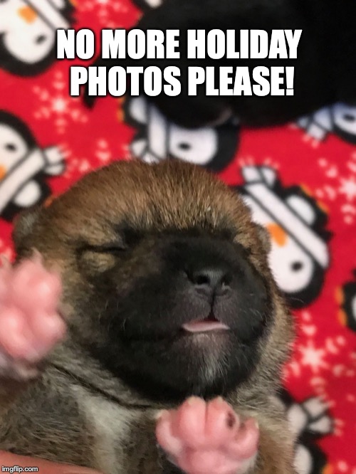 NO MORE HOLIDAY PHOTOS PLEASE! | image tagged in no more | made w/ Imgflip meme maker