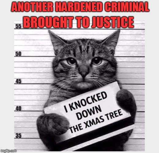 BadCat | ANOTHER HARDENED CRIMINAL; BROUGHT TO JUSTICE | image tagged in badcat,hardenedcriminal | made w/ Imgflip meme maker