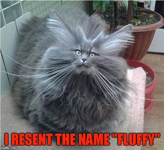 I Look Like Something I Coughed Up, Human | I RESENT THE NAME "FLUFFY" | image tagged in vince vance,cats,fluffy,poofed up,funny cat memes | made w/ Imgflip meme maker