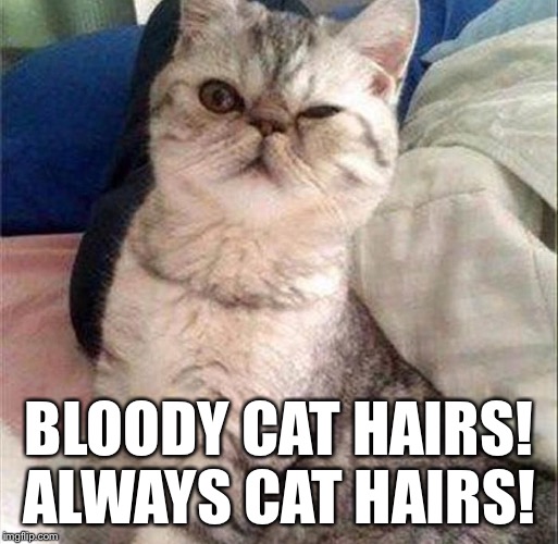 BLOODY CAT HAIRS! ALWAYS CAT HAIRS! | made w/ Imgflip meme maker