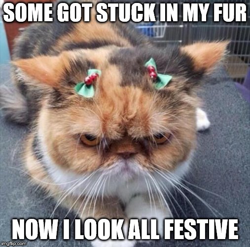 grumpy Christmas cat | SOME GOT STUCK IN MY FUR NOW I LOOK ALL FESTIVE | image tagged in grumpy christmas cat | made w/ Imgflip meme maker