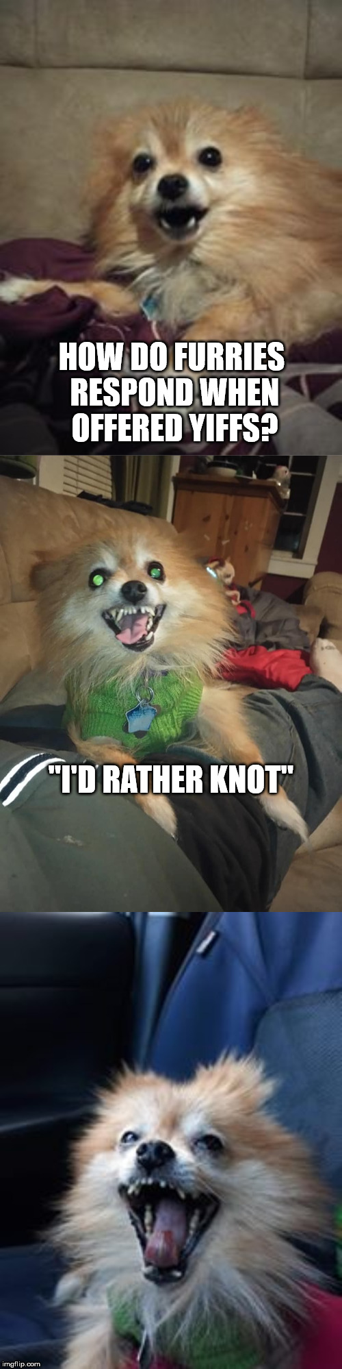 Bad Pun Mocha | HOW DO FURRIES RESPOND WHEN OFFERED YIFFS? "I'D RATHER KNOT" | image tagged in bad pun mocha | made w/ Imgflip meme maker