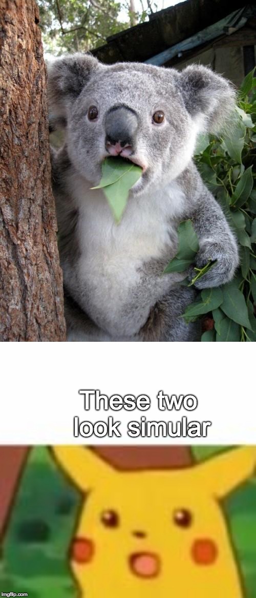 These two look simular | image tagged in memes,surprised koala | made w/ Imgflip meme maker