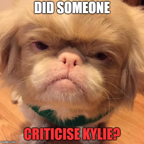 Grumpy Dog | DID SOMEONE; CRITICISE KYLIE? | image tagged in grumpy dog | made w/ Imgflip meme maker