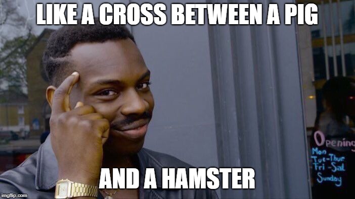 Roll Safe Think About It Meme | LIKE A CROSS BETWEEN A PIG AND A HAMSTER | image tagged in memes,roll safe think about it | made w/ Imgflip meme maker