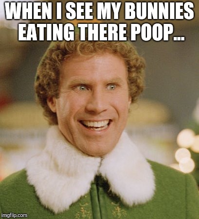 Buddy The Elf Meme | WHEN I SEE MY BUNNIES EATING THERE POOP... | image tagged in memes,buddy the elf | made w/ Imgflip meme maker