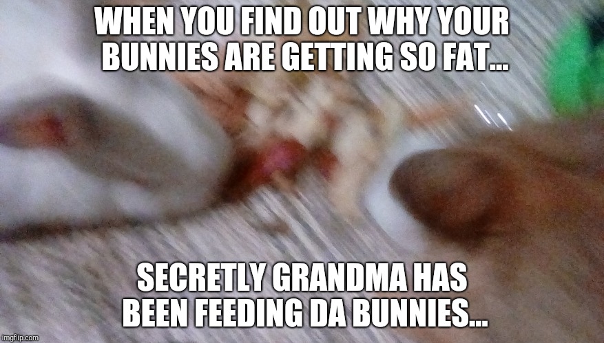 WHEN YOU FIND OUT WHY YOUR BUNNIES ARE GETTING SO FAT... SECRETLY GRANDMA HAS BEEN FEEDING DA BUNNIES... | image tagged in bunny | made w/ Imgflip meme maker