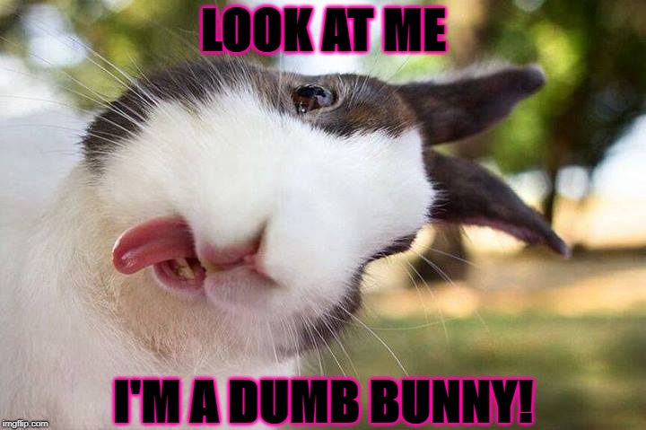LOOK AT ME; I'M A DUMB BUNNY! | image tagged in dumb | made w/ Imgflip meme maker