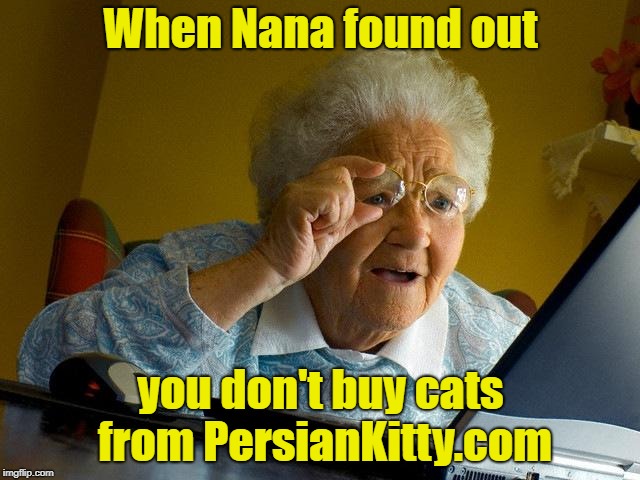 Grandma Finds The Internet | When Nana found out; you don't buy cats from PersianKitty.com | image tagged in memes,grandma finds the internet | made w/ Imgflip meme maker