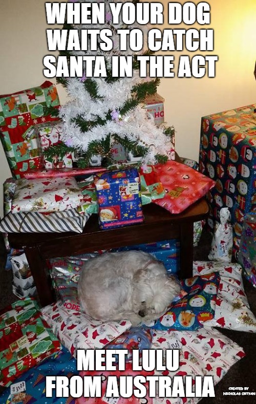 When your dog waits to catch santa in the act. | WHEN YOUR DOG WAITS TO CATCH SANTA IN THE ACT; MEET LULU FROM AUSTRALIA; CREATED BY NICHOLAS ORTYAN | image tagged in when your pet is the only gift you need this christmas,cute dog,dogs,memes,doggo,cuteness overload | made w/ Imgflip meme maker