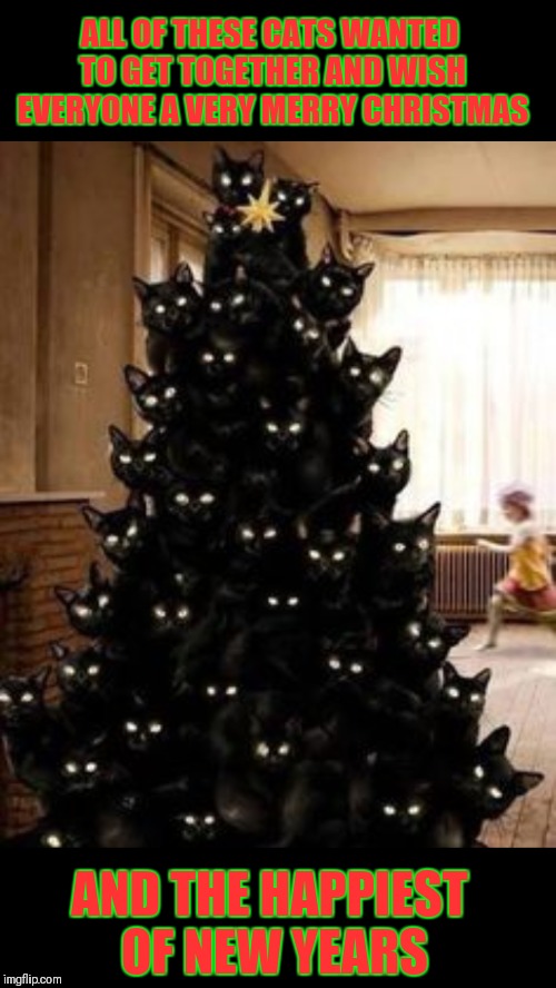 MERRY CHRISTMAS TO YOU ALL!!! | ALL OF THESE CATS WANTED TO GET TOGETHER AND WISH EVERYONE A VERY MERRY CHRISTMAS; AND THE HAPPIEST OF NEW YEARS | image tagged in memes,cats,christmas tree,merry christmas,happy new year | made w/ Imgflip meme maker