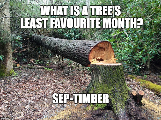 Cut tree | WHAT IS A TREE'S LEAST FAVOURITE MONTH? SEP-TIMBER | image tagged in cut tree | made w/ Imgflip meme maker