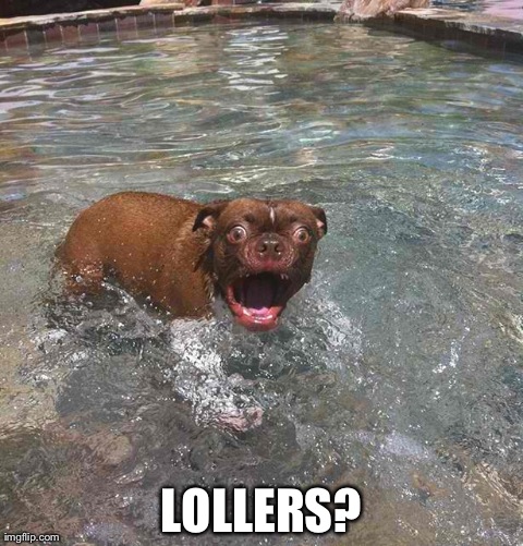 LOLLERS? | image tagged in surprised dog | made w/ Imgflip meme maker