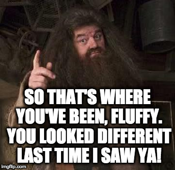 hagrid  | SO THAT'S WHERE YOU'VE BEEN, FLUFFY. YOU LOOKED DIFFERENT LAST TIME I SAW YA! | image tagged in hagrid | made w/ Imgflip meme maker