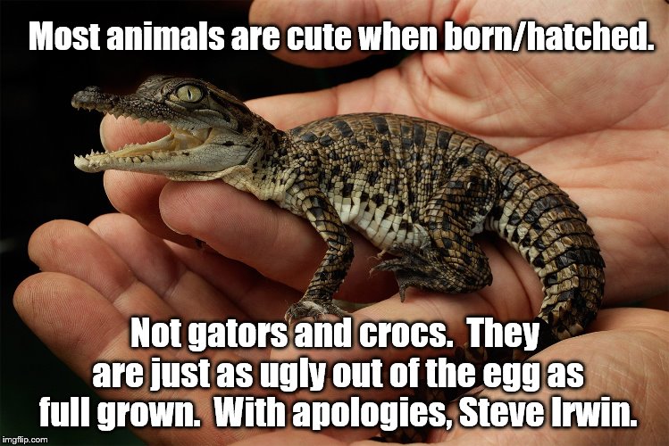 No title | Most animals are cute when born/hatched. Not gators and crocs.  They are just as ugly out of the egg as full grown.  With apologies, Steve Irwin. | image tagged in gator,steve irwin crocodile hunter | made w/ Imgflip meme maker