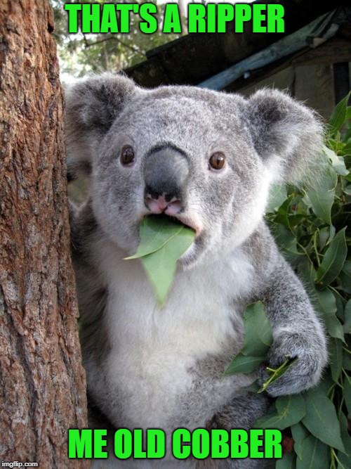 Surprised Koala Meme | THAT'S A RIPPER ME OLD COBBER | image tagged in memes,surprised koala | made w/ Imgflip meme maker