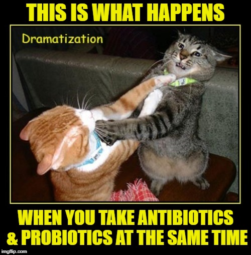 Battle to the Death | THIS IS WHAT HAPPENS; WHEN YOU TAKE ANTIBIOTICS & PROBIOTICS AT THE SAME TIME | image tagged in funny memes,cats,cat,medicine,meme | made w/ Imgflip meme maker