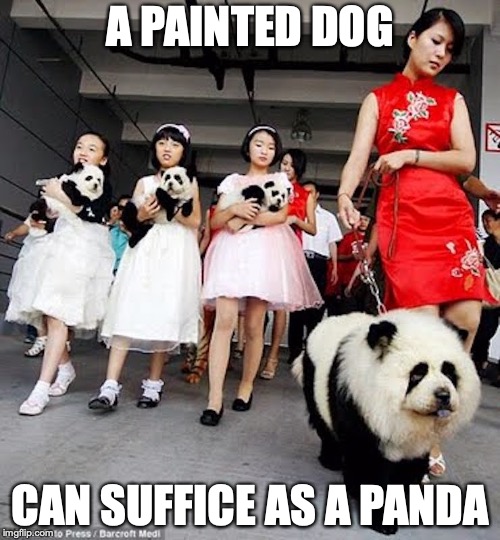 Panda Dog | A PAINTED DOG; CAN SUFFICE AS A PANDA | image tagged in panda,dog,memes,funny | made w/ Imgflip meme maker