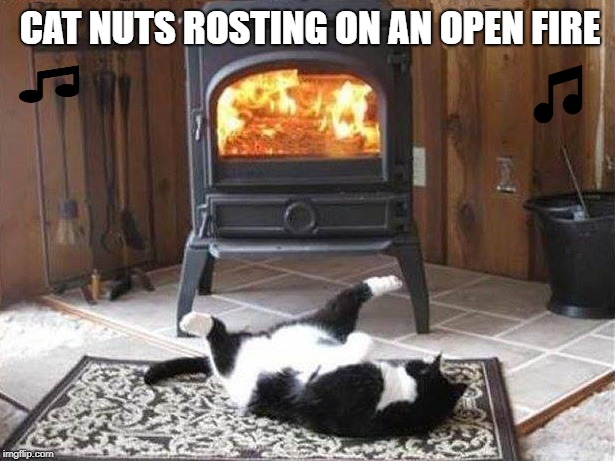 Awwwwwwww! | CAT NUTS ROSTING ON AN OPEN FIRE | image tagged in cat nuts,open fire,funny | made w/ Imgflip meme maker