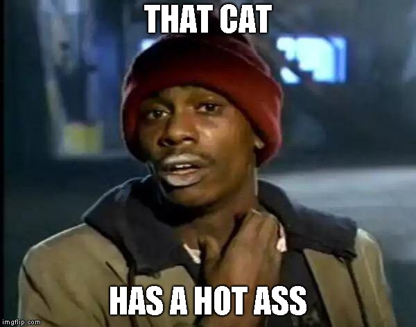 Y'all Got Any More Of That Meme | THAT CAT HAS A HOT ASS | image tagged in memes,y'all got any more of that | made w/ Imgflip meme maker