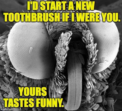 The common housefly.  Ugly bug week.  Dec 22-28.  A Heavencanwait event  ( : | I'D START A NEW TOOTHBRUSH IF I WERE YOU. YOURS TASTES FUNNY. | image tagged in meme,housefly,heavencanwait,ugly bug week | made w/ Imgflip meme maker