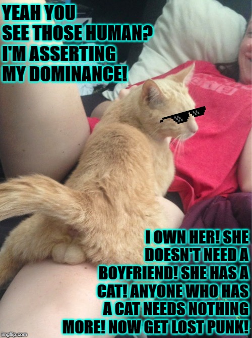 YEAH YOU SEE THOSE HUMAN? I'M ASSERTING MY DOMINANCE! I OWN HER! SHE DOESN'T NEED A BOYFRIEND! SHE HAS A CAT! ANYONE WHO HAS A CAT NEEDS NOTHING MORE! NOW GET LOST PUNK! | image tagged in you see these | made w/ Imgflip meme maker
