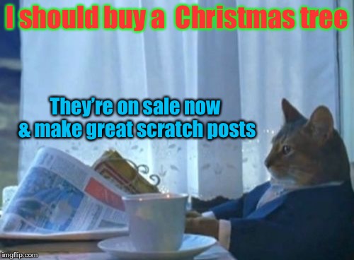 Stock Market cat | I should buy a  Christmas tree; They’re on sale now & make great scratch
posts | image tagged in memes,i should buy a boat cat,christmas tree,sale,scratch post,funny memes | made w/ Imgflip meme maker