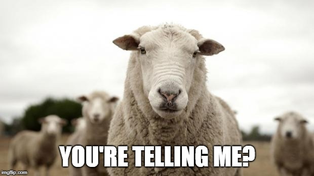 Sheep | YOU'RE TELLING ME? | image tagged in sheep | made w/ Imgflip meme maker