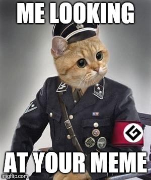 Grammar Nazi Cat | ME LOOKING; AT YOUR MEME | image tagged in grammar nazi cat | made w/ Imgflip meme maker