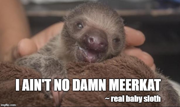 I Aint No Damn Meerkat - real baby sloth | I AIN'T NO DAMN MEERKAT; ~ real baby sloth | image tagged in baby sloth,not a plushie | made w/ Imgflip meme maker