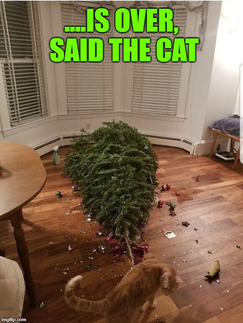 Merry Christmas... | ....IS OVER, SAID THE CAT | image tagged in memes,cats,merry christmas,christmas tree,cats and christmas trees,dank meme december | made w/ Imgflip meme maker