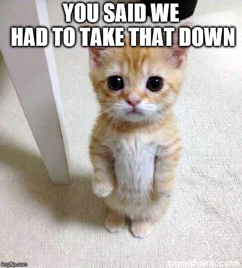 Cute Cat Meme | YOU SAID WE HAD TO TAKE THAT DOWN | image tagged in memes,cute cat | made w/ Imgflip meme maker
