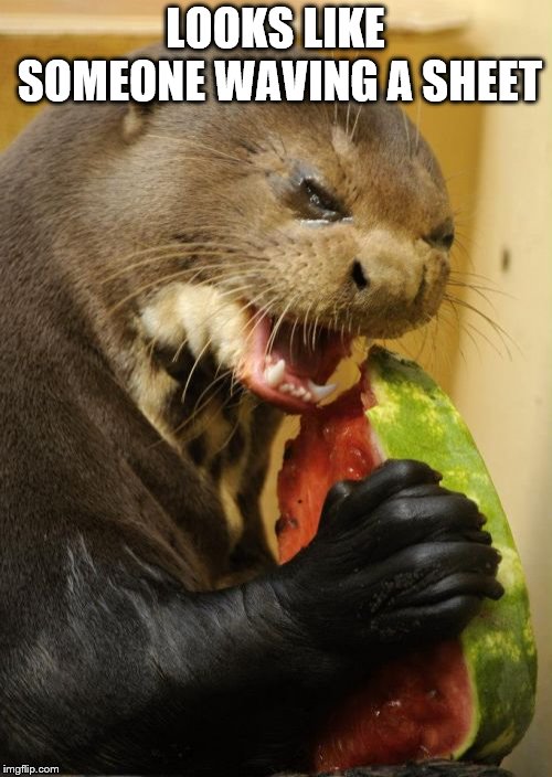 Self Loathing Otter Meme | LOOKS LIKE SOMEONE WAVING A SHEET | image tagged in memes,self loathing otter | made w/ Imgflip meme maker
