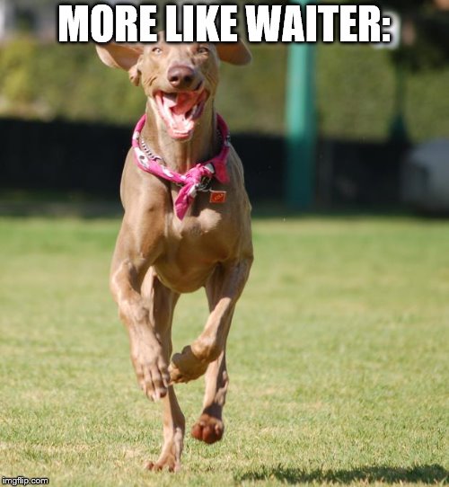 Jump for joy | MORE LIKE WAITER: | image tagged in jump for joy | made w/ Imgflip meme maker