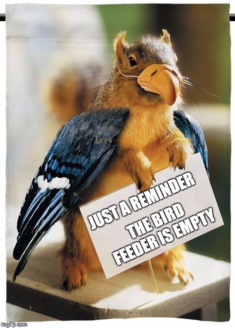 Hurry up human | JUST A REMINDER; THE BIRD FEEDER IS EMPTY | image tagged in squirrel,bird,random | made w/ Imgflip meme maker