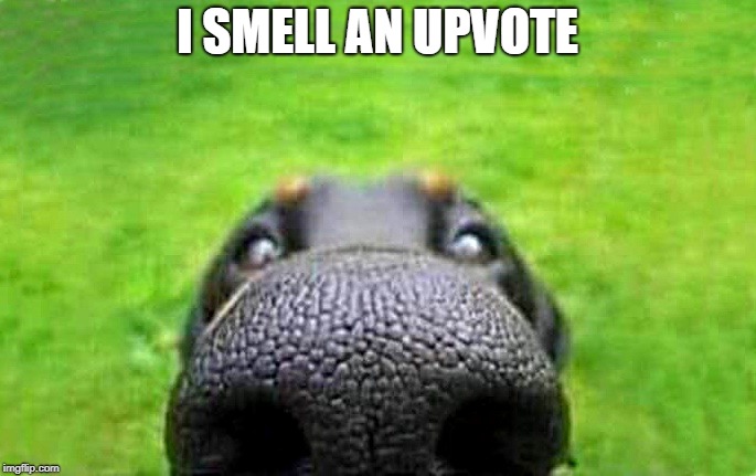 upvote | I SMELL AN UPVOTE | image tagged in upvote | made w/ Imgflip meme maker