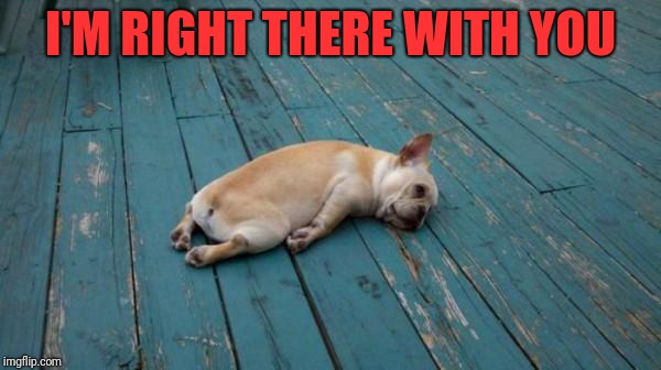 tired dog | I'M RIGHT THERE WITH YOU | image tagged in tired dog | made w/ Imgflip meme maker
