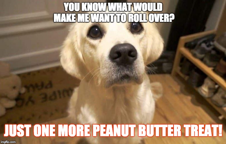 just one more.. please?! | YOU KNOW WHAT WOULD MAKE ME WANT TO ROLL OVER? JUST ONE MORE PEANUT BUTTER TREAT! | image tagged in just one more please | made w/ Imgflip meme maker